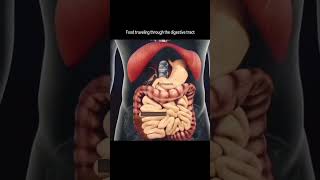 digestive tract food traveling  digestive system shorts shortvideo [upl. by Valerye531]