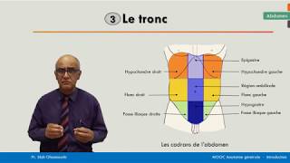 Anatomie générale  Les cadrans de labdomen [upl. by Divadnahtanoj]