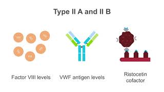 Interpreting tests for von Willebrand disease VWD [upl. by Devona829]