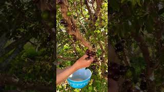 Picking Jaboticaba jabuticaba jaboticaba brazil tropicalfruits [upl. by Nemad]