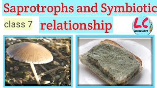 Saprotrophs and Symbiotic relationship  Learning Concepts  Science  Class 7 [upl. by Onifled]