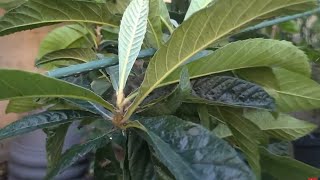 Growing Loquat Fruit Tree In Container  Loquat Fruit amp Leaves Health Benefits [upl. by Quar989]