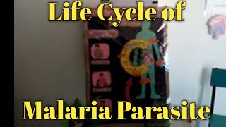 Model biology life cycle of Malaria Parasite Arpan Classes [upl. by Michaele]