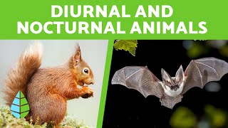 Diurnal and Nocturnal Animals for Children 🦇🌙 15 Examples [upl. by Lanevuj]