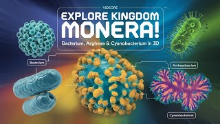 Kingdom Monera Explained Bacteria Archaebacteria Cyanobacteria in 3D [upl. by Samira]