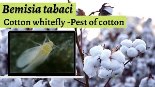 Bemisia tabaci  Cotton white fly [upl. by Roath671]