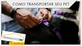 Como transportar o seu pet em segurança  SeminovosBH 33 [upl. by Lebiram612]