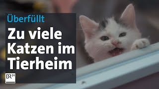 Tierheime völlig überfüllt Katzenwelle überfordert Helfer und Ärzte  Abendschau  BR24 [upl. by Ahsaela297]