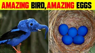 ONLY LUCKEY PEOPLE CAN SEE THESE BIRDS EGGS  Rarest Eggs in the world [upl. by Arada766]