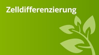 Zelldifferenzierung – Organisationsebenen von Tier und Pflanzenzellen  Biologie [upl. by Herstein232]