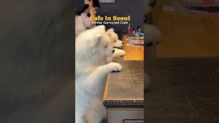 WINTER SAMOYED CAFE IN HONGDAE 🐶🐾 samoyed doglover dog samoyedpuppy dogcafe seoul hongdae [upl. by Esserac]