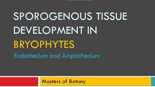 Endothecium amp Amphithecium  Sporogenous Tissue Development [upl. by Brenna960]