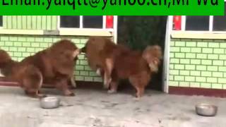 Tibetan Mastiff breeding Tibetan Mastiff fight [upl. by Infeld]