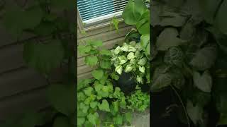 🪴 STARTING TO GROW MY KUDZU VINE PLANT 🪴 [upl. by Godspeed]