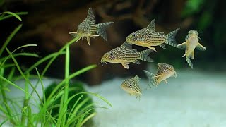 16 Jenis Corydoras Si Lele Imut Yang Paling Populer Buat Aquascapemu [upl. by Lau31]