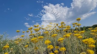 Helichrysum  immortelle essential oil production 2023 [upl. by Enelyk947]