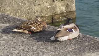 Ente mit permanenten Zuckungen in beiden Flügeln [upl. by Ahsytal]