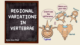 Regional Variations in Vertebrae  The vertebral column  Osteology  Anatomy Doodles [upl. by Tiffany]