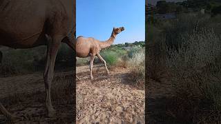 Black color camel walking thar beauty desert enjoy camel ANIMAL LOVER short viralvideo [upl. by Amron]