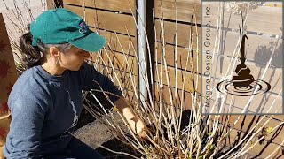 How To Prune Mophead Hydrangeas [upl. by Steele]