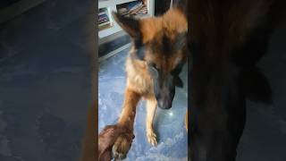 trained dog l germanshepherd l dog lovers l dog training l YTShort l jadu hai ye song short [upl. by Evvie645]