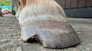 Restoration On A Massive Hoof Split Hoof Trimming [upl. by Wershba]