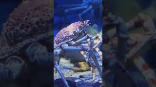 King Crabs Revealed Home Mating Habits and Surprising Facts [upl. by Lohman712]