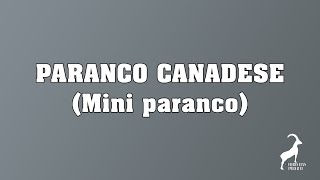 136 Paranco Canadese Mini paranco [upl. by Stalk]