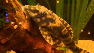 Candy Striped Pleco L015  Tropical Fish [upl. by Hoem]