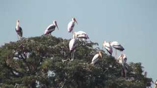 ಕೊಕ್ಕರೆ ಬೆಳ್ಳೂರು Kokkare Belluru bird sanctuary [upl. by Ehctav]