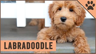 Labradoodle  Dog Breed Information [upl. by Eenad910]