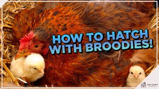 Broody Hatching 101 The Essential Guide to Hatching with a Broody Hen [upl. by Janek]