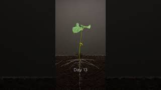 Bean TimeLapse  25 days [upl. by Eelra]