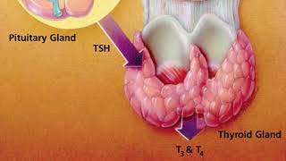 Thyrotrophic Hormone or Thyroid Stimulating Hormone TSH [upl. by Convery]