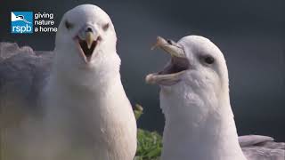 Meet the fulmars the UKs mini albatrosses [upl. by Menon]