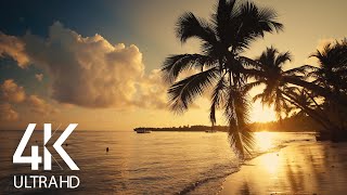 8 HOURS Calm Ocean Waves Sounds  Tropical Beach Sunrise 4K Video [upl. by Hobbie]