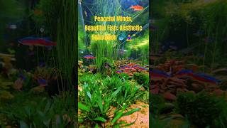 Peaceful Minds Beautiful Fish Aesthetic Relaxation  shortvideo relaxingmusic feedshorts [upl. by Atikehs401]