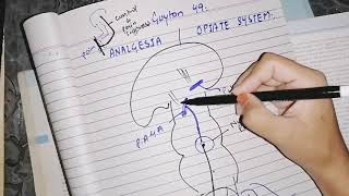 Analgesia System Pain suppression  Opiates system Guyton 49 neurophysiology [upl. by Natlus261]