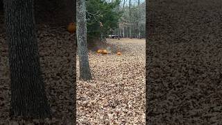 Pumpkin filled to the top with Tannerite FAIL Anyone know why it failed￼ tannerites fypシ fyp [upl. by Eldnek]