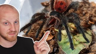 Finally A Tarantula Feeding Video [upl. by Elatsyrk]