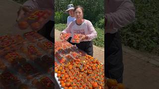 Beautiful Natural Fresh Persimmon Fruit 🍑🍑 Rural Farmer Activities shorts satisfying ytshots [upl. by Iturhs332]