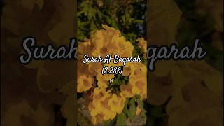 Forgive our sins🌿 youtubeshorts ytshorts viralvideo nature love quranexplorer Trendsfun7 [upl. by Nel]