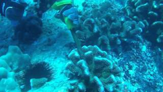 Fragment collection  Harvesting coral fragments with chisel and hammer of Pocillopora Eudoxy [upl. by Naimed]