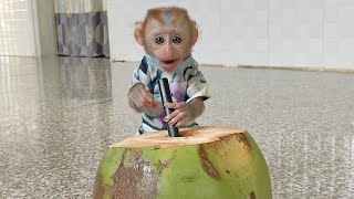 Baby monkey TiTi was given coconut water by his mother for the first time [upl. by Suruat776]