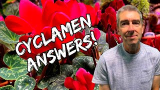 Houseplant Cyclamen Every Question Answered [upl. by Ellehcar]