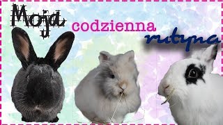 KRÓLIKI  moja codzienna rutyna 🐰 [upl. by Libnah]