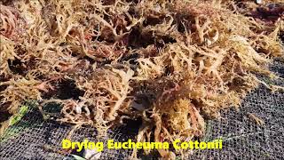 Drying Eucheuma Cottonii Seaweed in East Kalimantan [upl. by Oibirot]