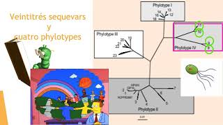 Ralstonia solanacearum Parte 1 de 3 [upl. by Kuehnel965]