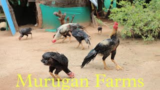 Murugan Farms Chicks available for Sale  Kilimooku  Kilimooku Seval  Brooding and Farming [upl. by Itoyj]