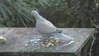 Eurasian CollaredDove [upl. by Adnwahsat19]